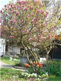 magnolija - lat. Magnolia liliflora 
